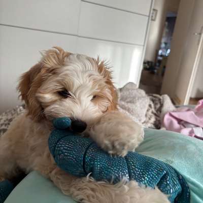 Hundetreffen-Milo sucht Freunde-Bild