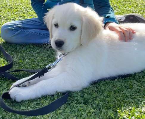 Wo sind die Golden Retriever Liebhaber?-Beitrag-Bild