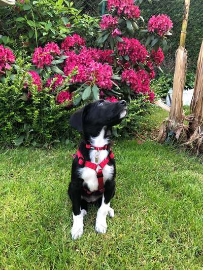 Die Dogorama Monats Challenge "Es grünt und blüht"-Beitrag-Bild