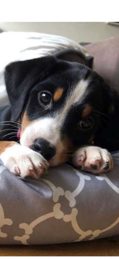 Welpen Bilder !-Beitrag-Bild