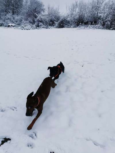 Bester Freund, Hundekumpel - zeigt her!-Beitrag-Bild