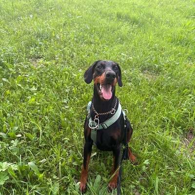 Traumhunde?-Beitrag-Bild