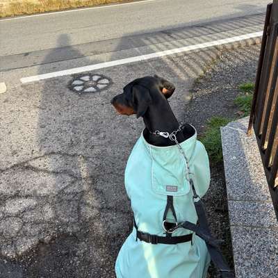 Rücksichtslose Autofahrer auf unserem Spazierweg – brauche euren Rat-Beitrag-Bild