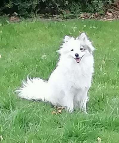 Zeigt mal die schönsten Bilder von euren Hunden !-Beitrag-Bild