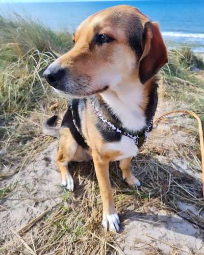 TierschutzhundeStammtisch🐕-Beitrag-Bild