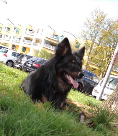 Hundetreffen-Gassi Kumpel gesucht-Bild