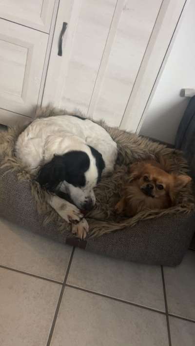 Hundetreffen-Schmitti sucht neue Hunde Buddies 🐶🫶-Bild