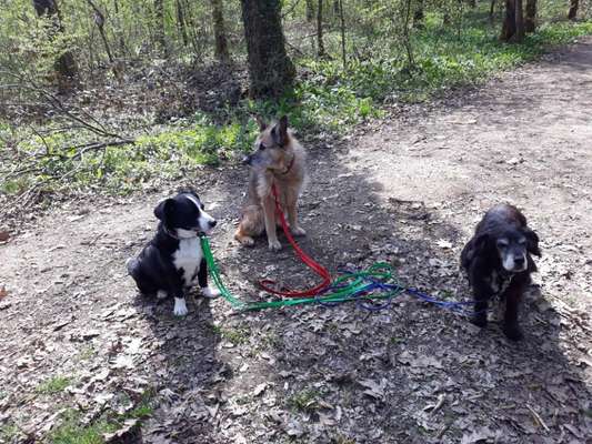 Rassen und ihre Eigenschaften-Beitrag-Bild