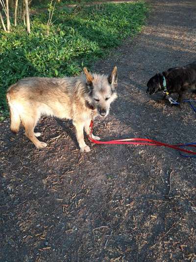 Wie "jung" haben sich eure Hunde gehalten ?-Beitrag-Bild