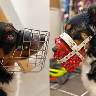 Zeigt mir doch bitte eure Maulkörbe!-Beitrag-Bild