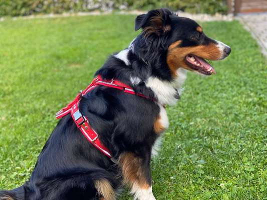 Wie sitzt mein Geschirr?-Beitrag-Bild