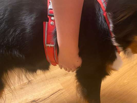 Wie sitzt mein Geschirr?-Beitrag-Bild