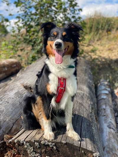 Wie sitzt mein Geschirr?-Beitrag-Bild