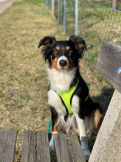 Wie sitzt mein Geschirr?-Beitrag-Bild