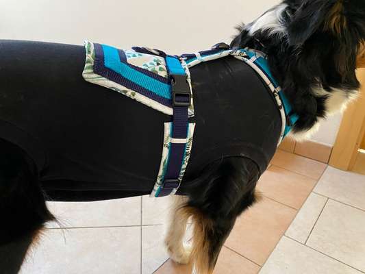 Wie sitzt mein Geschirr?-Beitrag-Bild