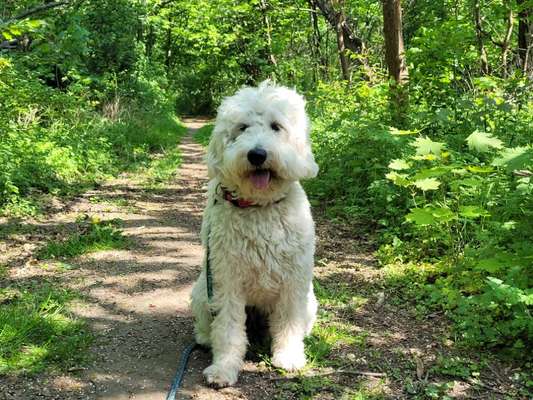 Wald Bild-Beitrag-Bild