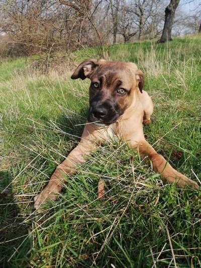 Dogorama Photo Challenge - Hundeblick zum hinschmelzen-Beitrag-Bild