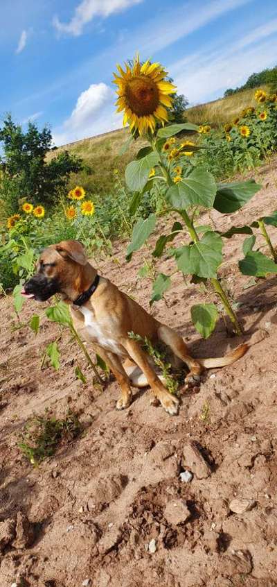 Fotochallange 63: "Dein blühendes Hündchen"-Beitrag-Bild