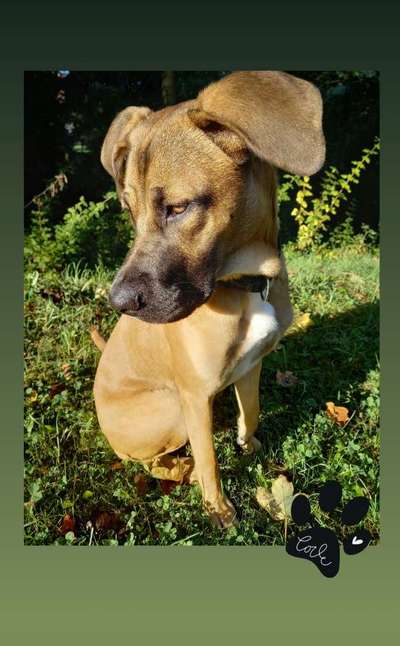 Mischlingshunde Foto Aufruf-Beitrag-Bild