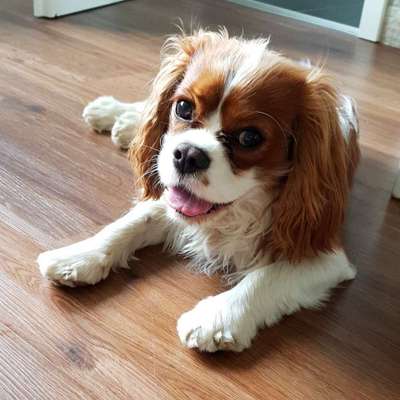 Cavalier King Charles Spaniel?-Beitrag-Bild