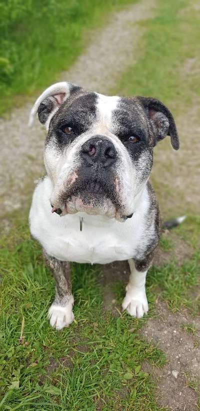 CHALLENGE NR. 19 - Der Hundeblick-Beitrag-Bild