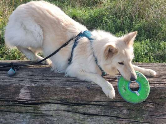 Reinrassige Hunde?-Beitrag-Bild