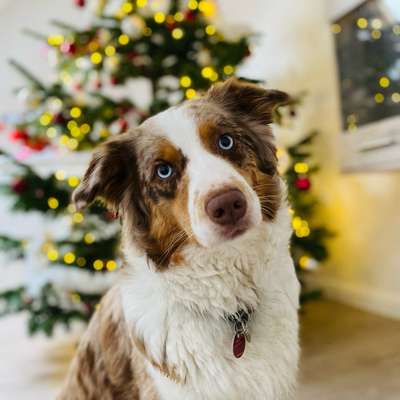 Hundetreffen-Gemeinsame Spaziergänge-Bild