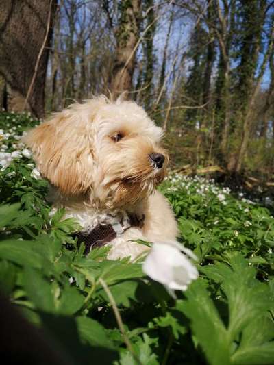 Die wunderschöne Welt mit Hund.-Beitrag-Bild