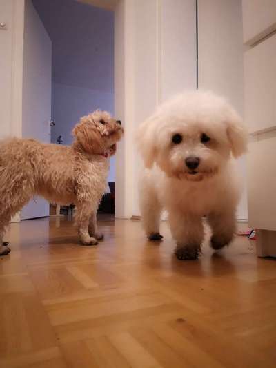 Bester Freund, Hundekumpel - zeigt her!-Beitrag-Bild