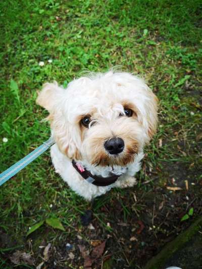 Die Dogorama Monats Challenge "Es grünt und blüht"-Beitrag-Bild