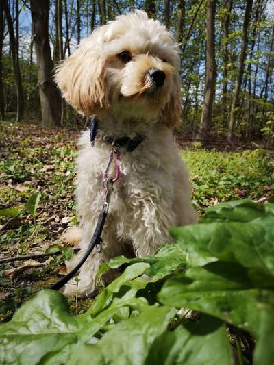 Hundeauslaufgebiet-Bittermärker Wald-Bild