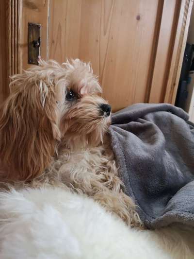 Welpen Bilder !-Beitrag-Bild