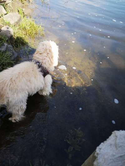 Dogorama-Monats-Challenge-Mai "Wasser"-Beitrag-Bild