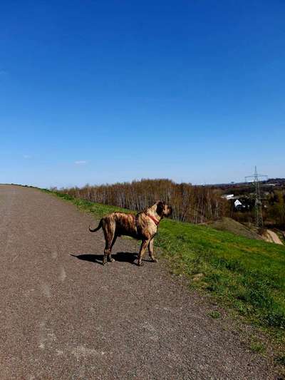 Hundetreffen-Großer Hund mit großem Herz sucht tolle Spielpartner 🐶🐾-Bild