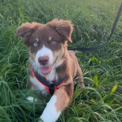 Hundetreffen-Souveränen Hund für meine Aussie Hündin-Bild