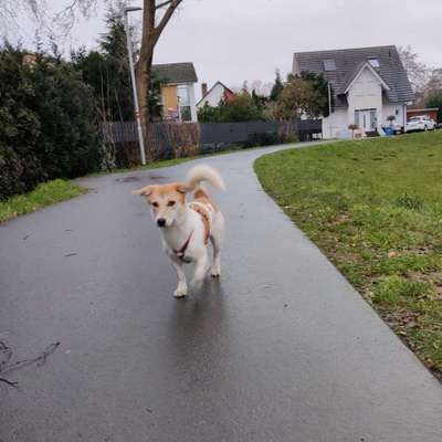 Hundetreffen-Spaziergang + Spielen-Bild