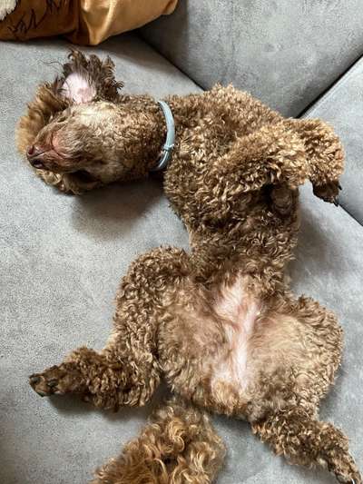 Zeigt mir die lustigsten Schlafpositionen eurer Fellnasen-Beitrag-Bild