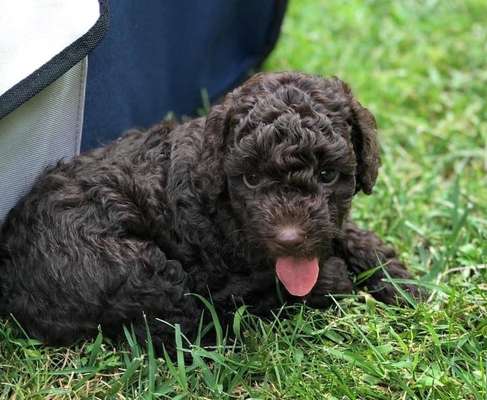 Welpen Bilder !-Beitrag-Bild