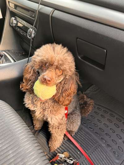 Alles rund um den Pudel-Beitrag-Bild