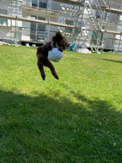 Die Dogorama Wochen Challenge-Beitrag-Bild