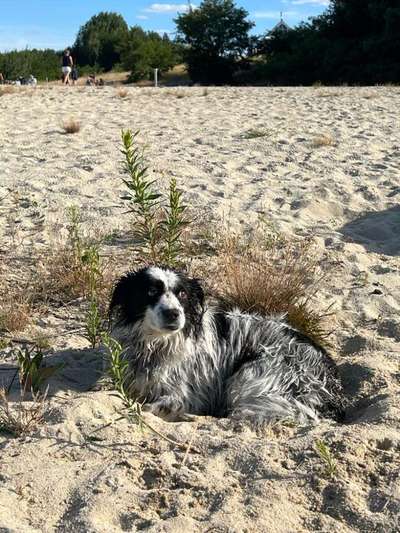 Hundetreffen-Gassi gehen-Bild