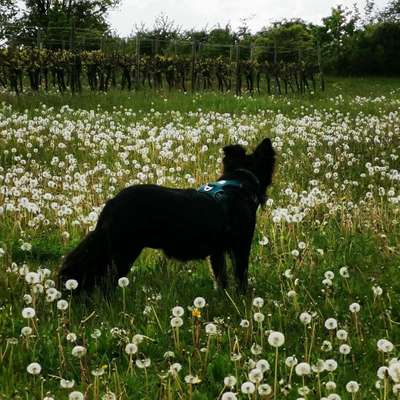 Hundetreffen-Gemeinsames Gassi gehen und Toben-Bild