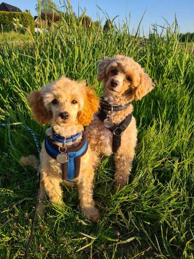 Alles rund um den Pudel-Beitrag-Bild