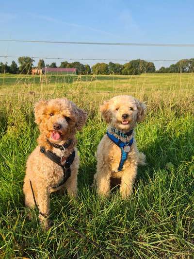 Reinrassige Hunde?-Beitrag-Bild