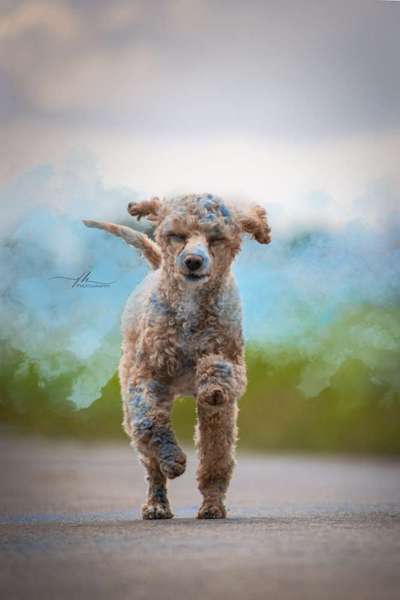 Foto's und Hundemodels-Beitrag-Bild