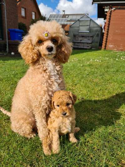 Welpen Bilder !-Beitrag-Bild