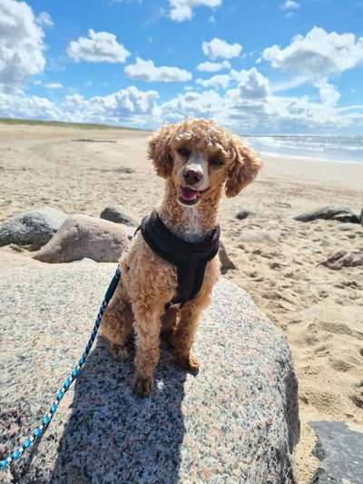 Die Dogorama Wochen Challenge: “Dein Hund im Urlaub”-Beitrag-Bild
