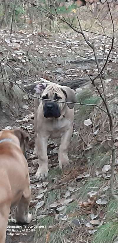 Reinrassige Hunde?-Beitrag-Bild