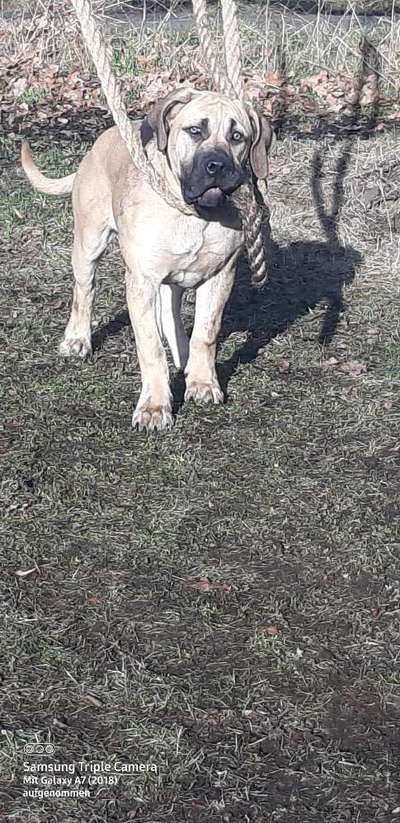 Reinrassige Hunde?-Beitrag-Bild