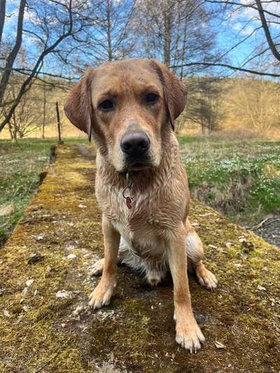 Hundetreffen-Spielen/ Toben/ Gassi gehen an der Werra-Bild